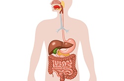 Illustration of the human digestive system